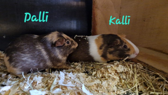 Dalli und Kalli