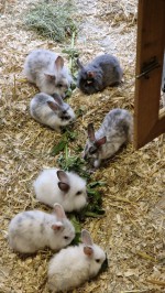 Kaninchen-Babys