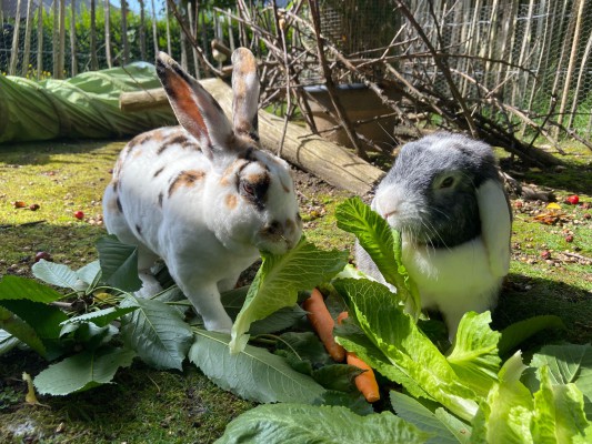 Fienchen und Lotti