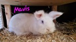 Mavis