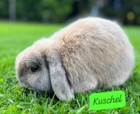 Kuschel 
