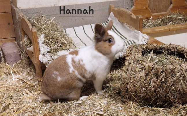 Hannah