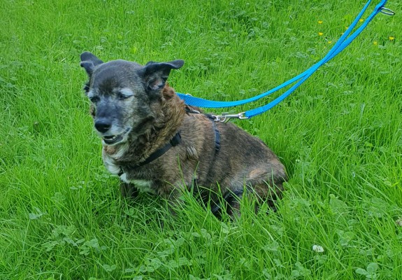 Cassy ( ist auf einer Pflegestelle))
