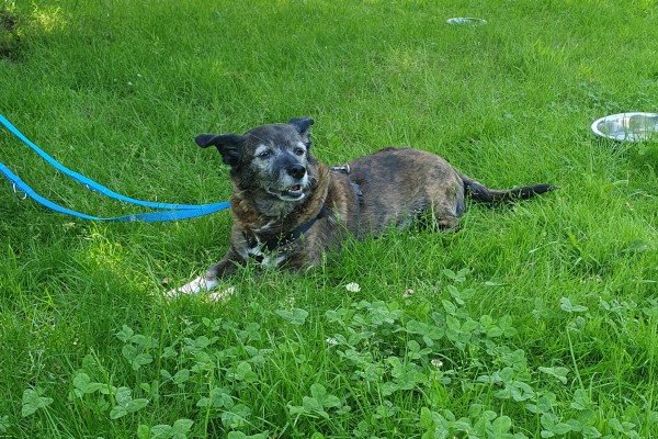 Cassy ( ist auf einer Pflegestelle))