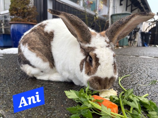 Ani