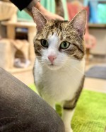 Arthus (nur mit Merlin und Leyla)
