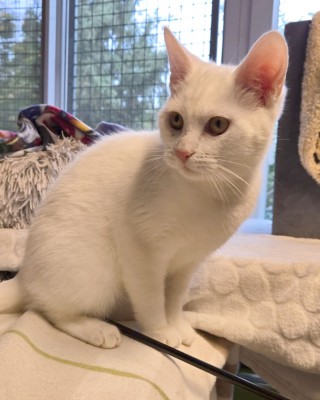 Balduin (nur mit Sophia)