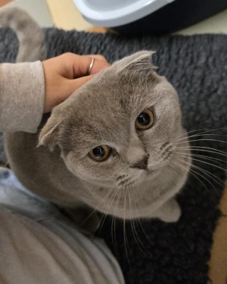 Bambi (nur mit Püppi)