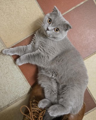 Bambi (nur mit Püppi)