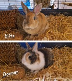Donner & Blitz
