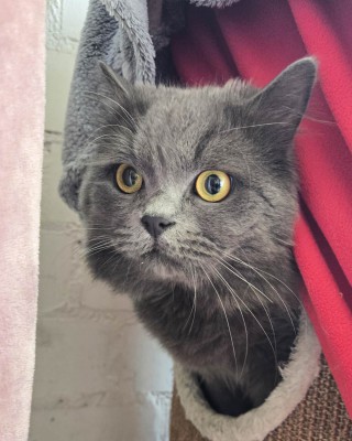 Erol