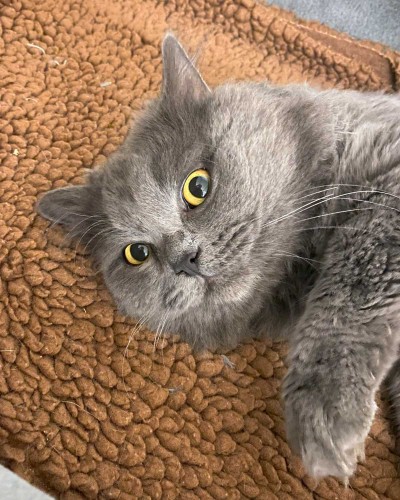 Erol