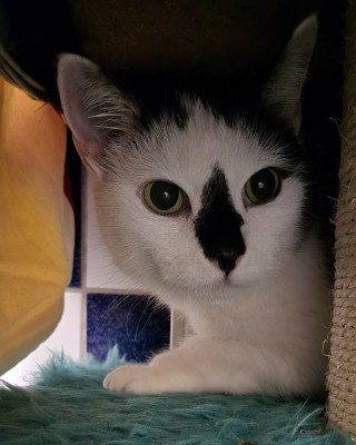 Ginny (nur mit Blacky)