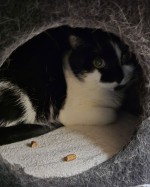 Harley (nur mit Lucky) Harley (nur mit Lucky)