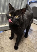 Katerchen
