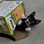 Kitten, Kitten, Kitten