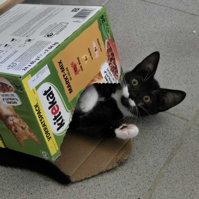 Kitten, Kitten, Kitten