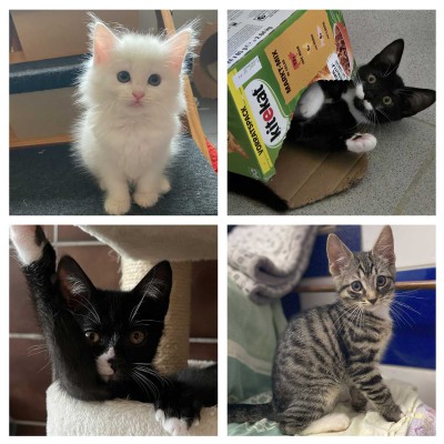 Kitten, Kitten, Kitten