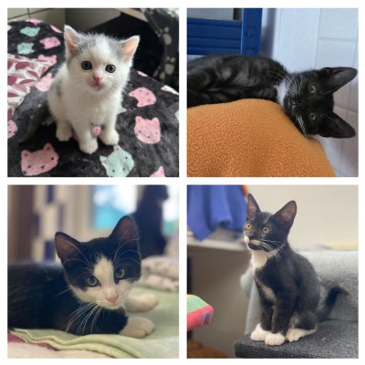 Kitten, Kitten, Kitten