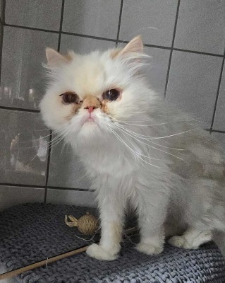 Kitty