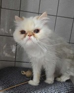 Kitty