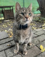 Kolloss (von Katzos)