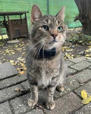 Kolloss (von Katzos)