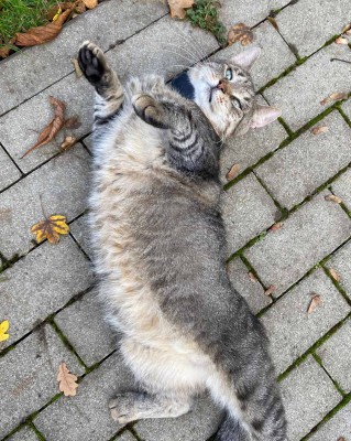 Kolloss (von Katzos)