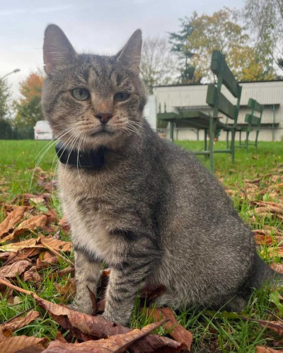 Kolloss (von Katzos)