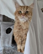Leo (nur mit Lino)
