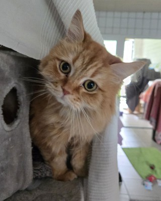 Leo (nur mit Lino)