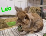 Leo