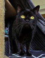 Leyla (nur mit Merlin und Arthus)