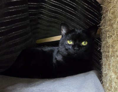Leyla (nur mit Merlin und Arthus)