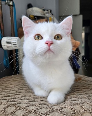 Lux