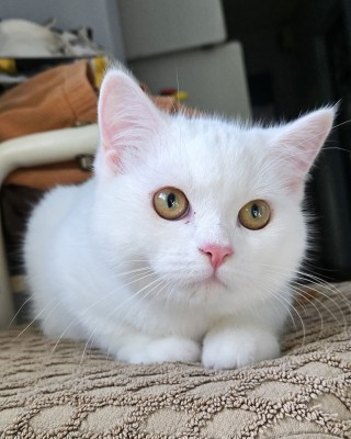 Lux