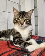 Mahsum (nur mit Pamuk)