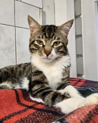 Mahsum (nur mit Pamuk)