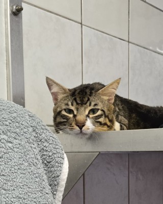 Mahsum (nur mit Pamuk)