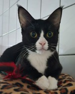 Mimi