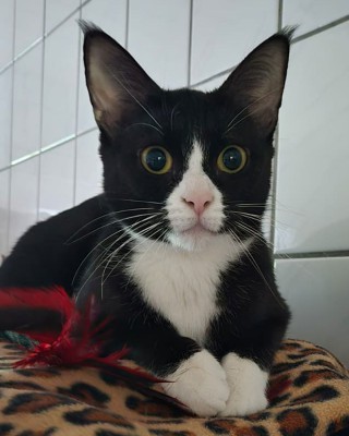 Mimi