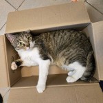Merlin (nur mit Arthus und Leyla)
