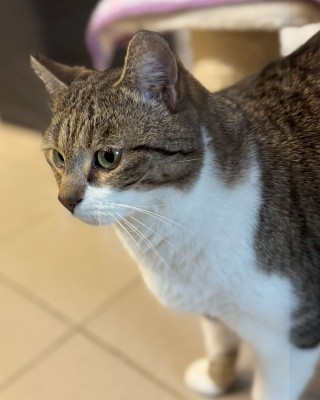 Merlin (nur mit Arthus und Leyla)