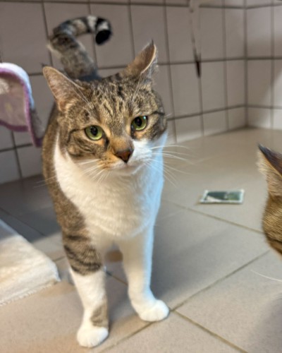 Merlin (nur mit Arthus und Leyla)