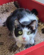 Mila (nur mit Luna)