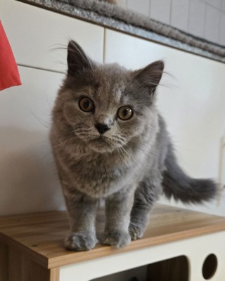 Ozzy (nur mit Juana)