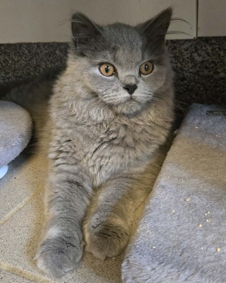 Ozzy (nur mit Juana)