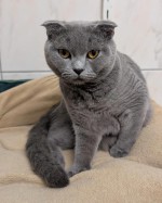 Püppi (nur mit Bambi) Püppi (nur mit Bambi)