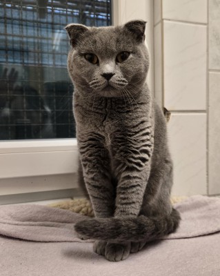 Püppi (nur mit Bambi)