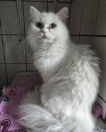 Sabah